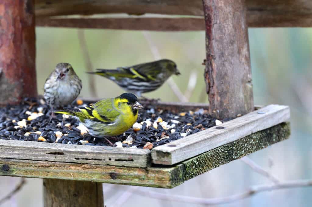 pine siskin favorite food