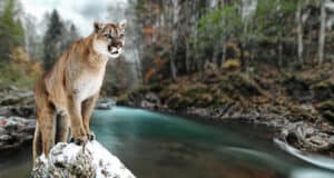 Watch A Pack of Dogs Corner A Gigantic Mountain Lion Picture