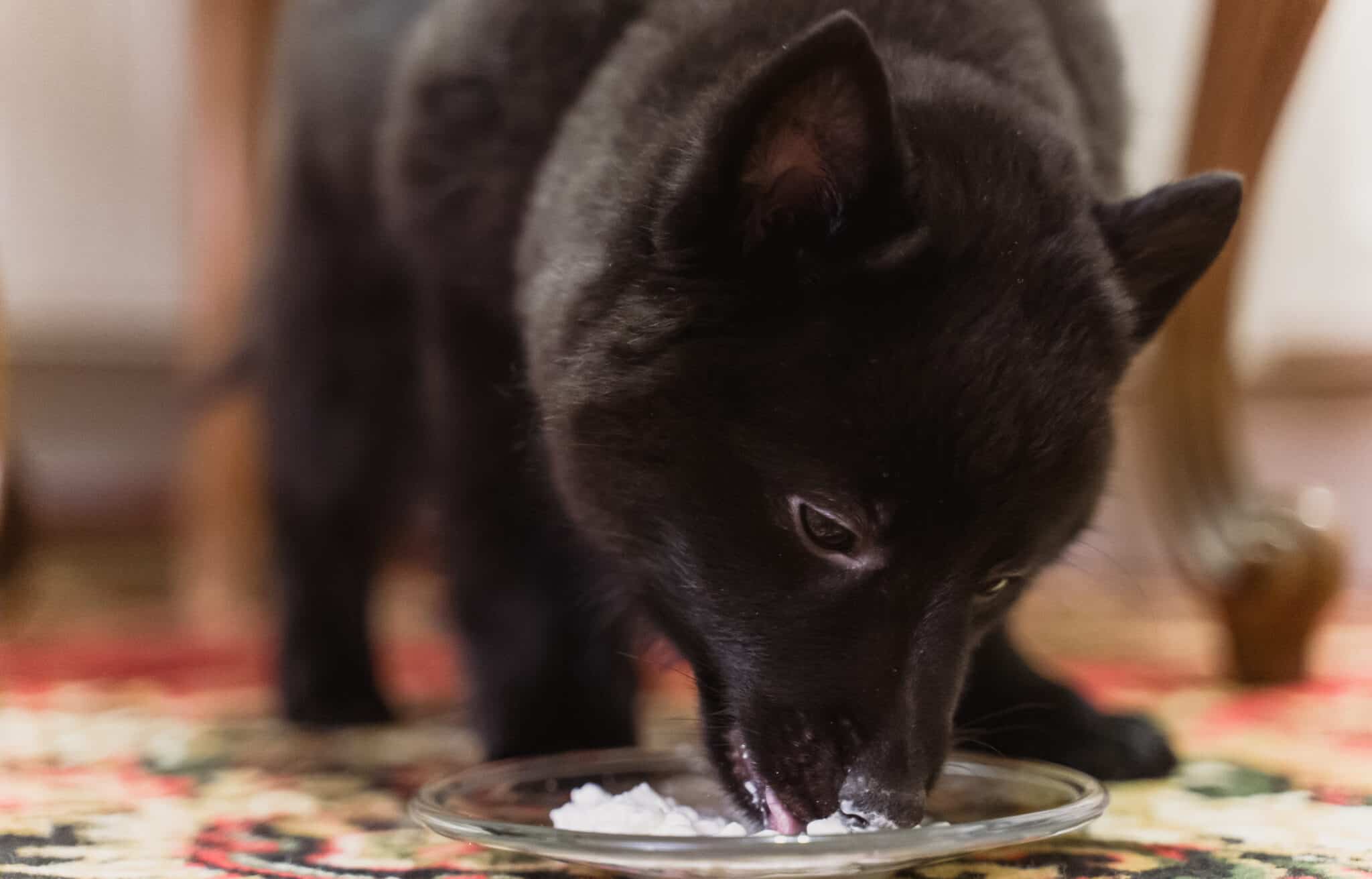 Can Dogs Eat Sour Cream? Read This First - A-Z Animals