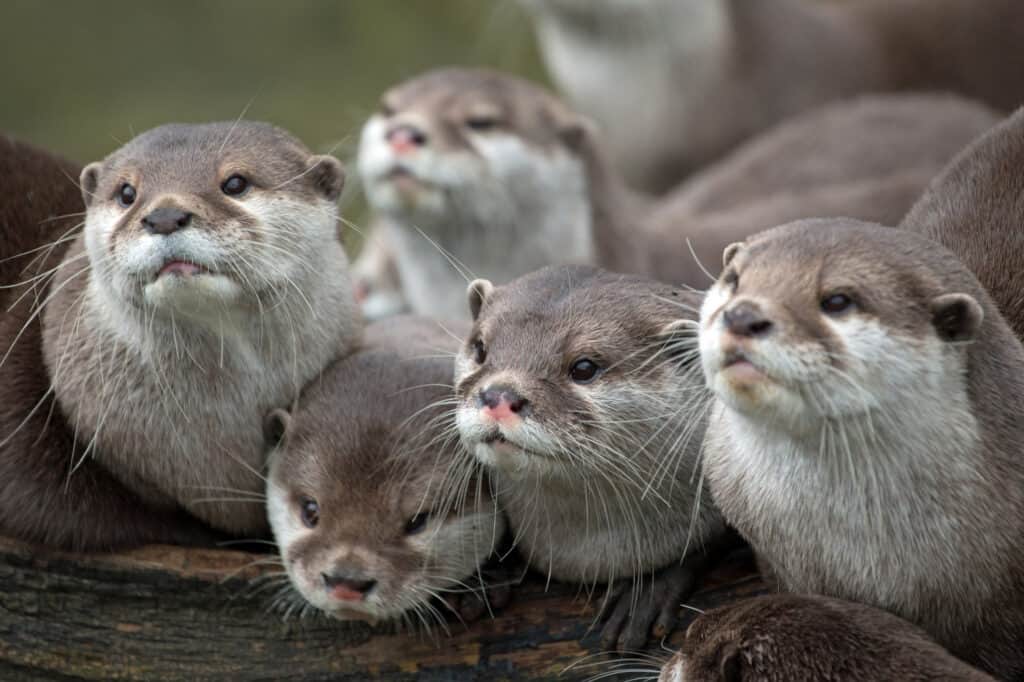 What is a Group of Otters Called  