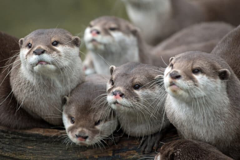 Discover Why Female Otters Have Nose Scars (Plus 17 More Otter Facts ...