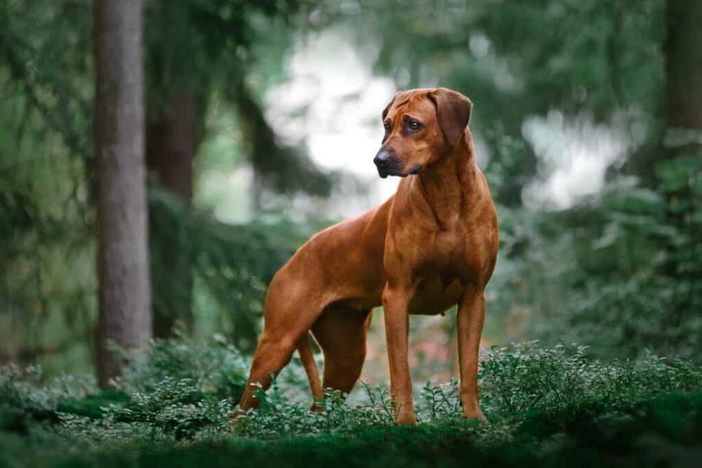 rhodesian ridgeback