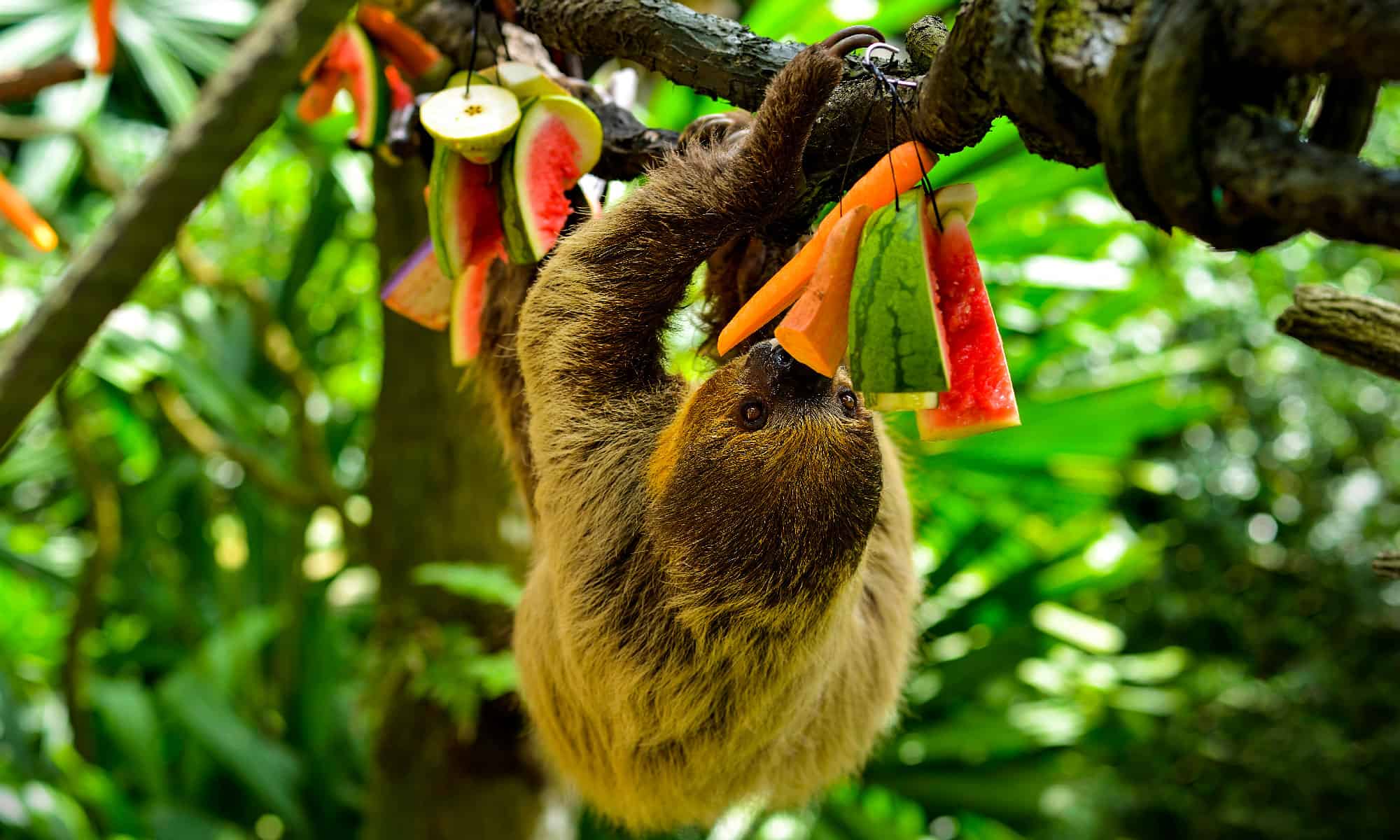 What Do Sloths Eat? - AZ Animals