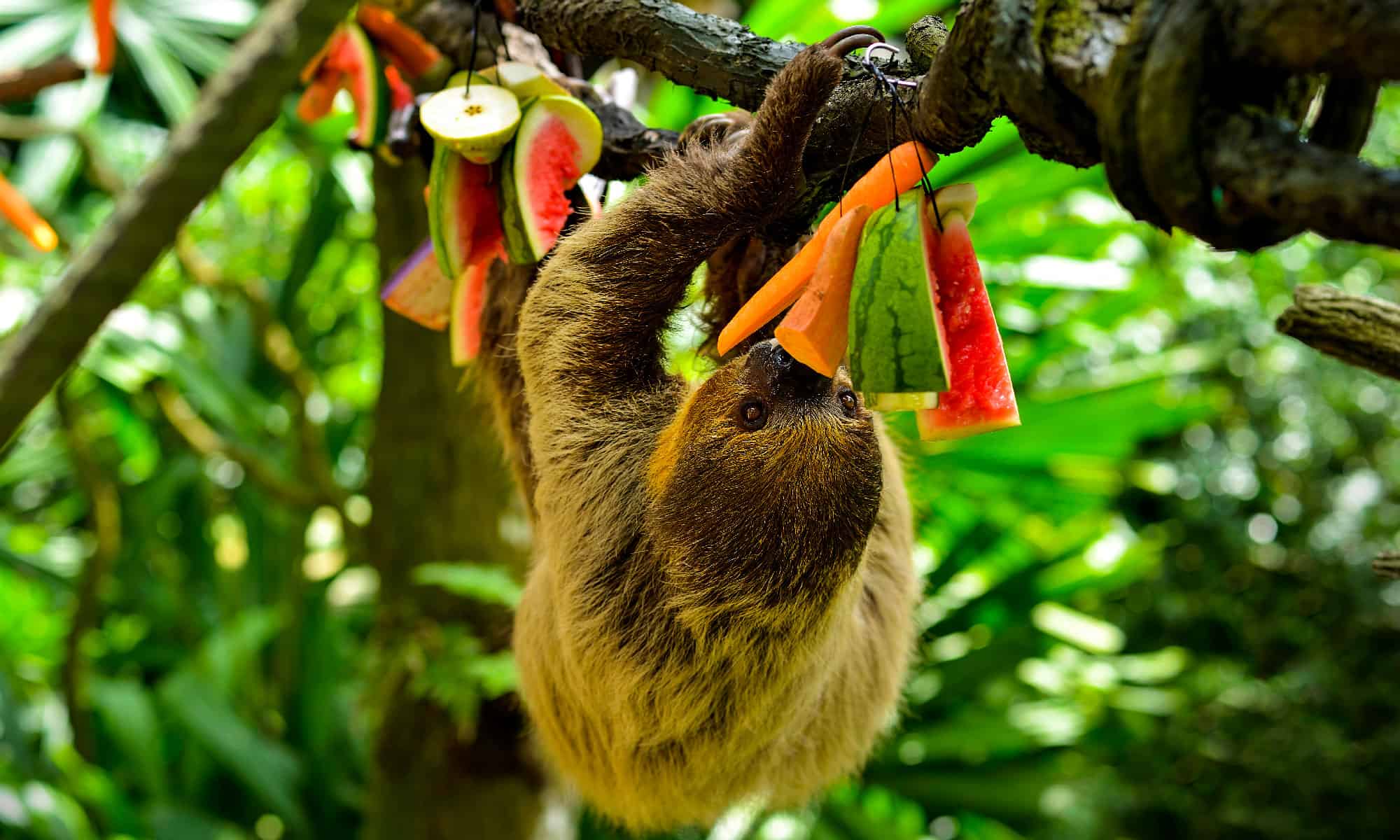 sloth eating fruit