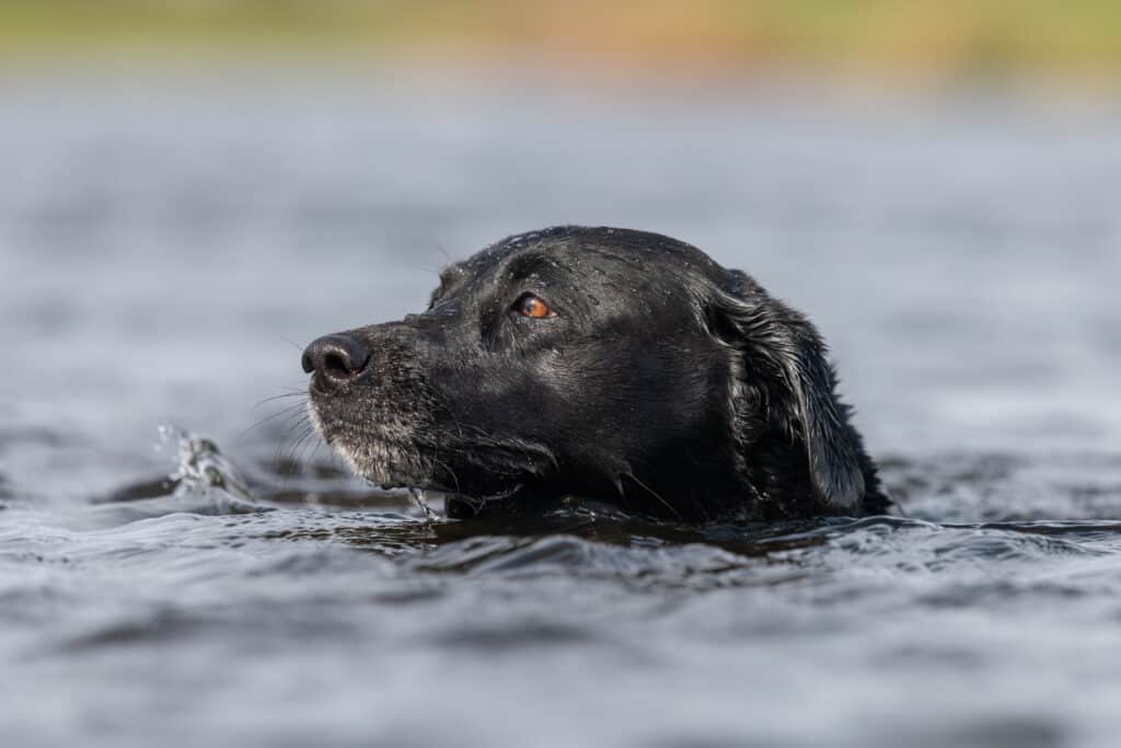 black lab swims