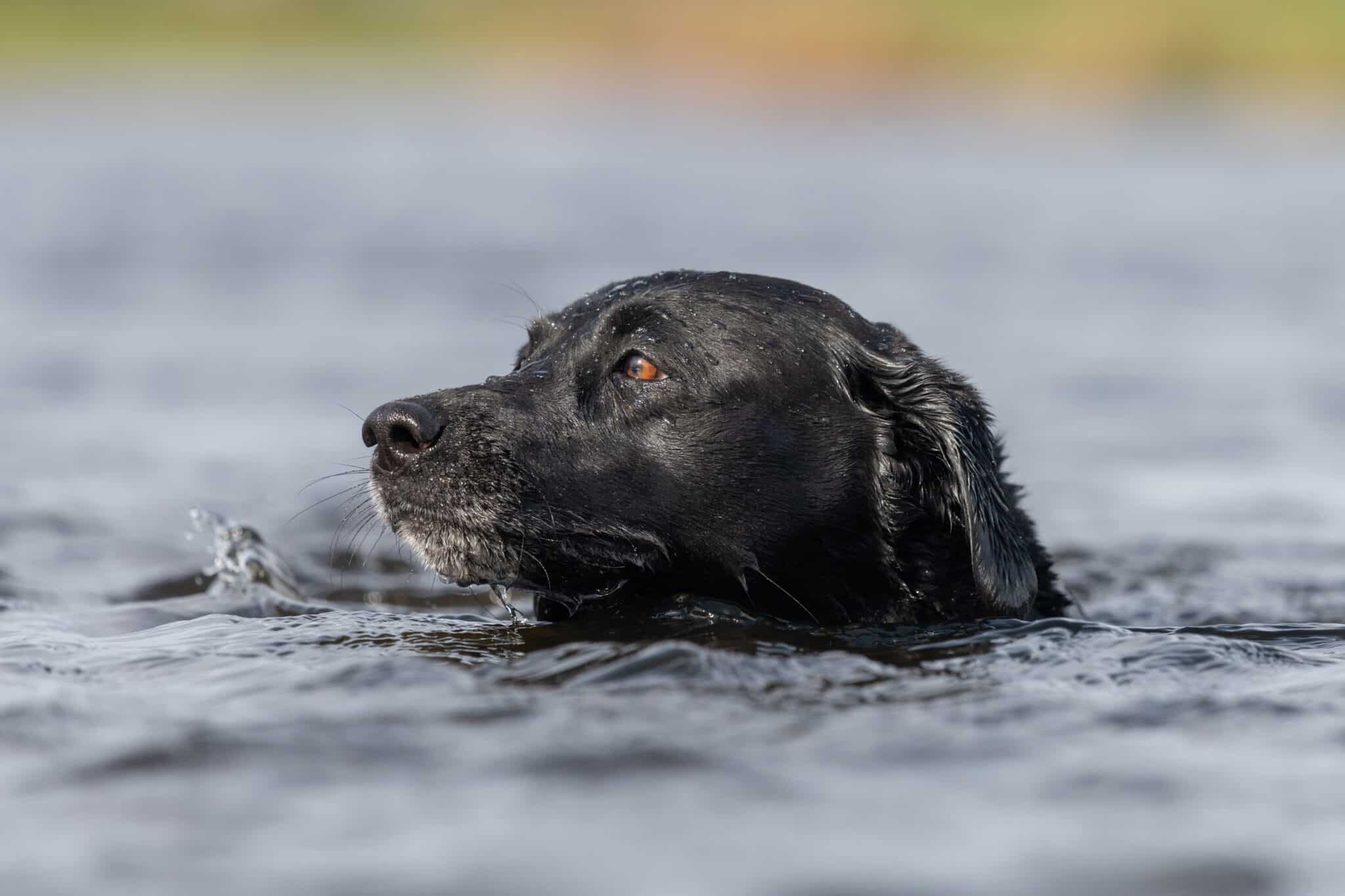 10 Reasons Why Labrador Retrievers Make Perfect Pets