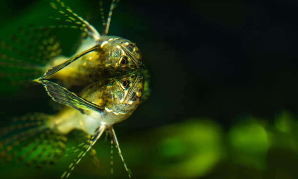 Freshwater Butterfly Fish