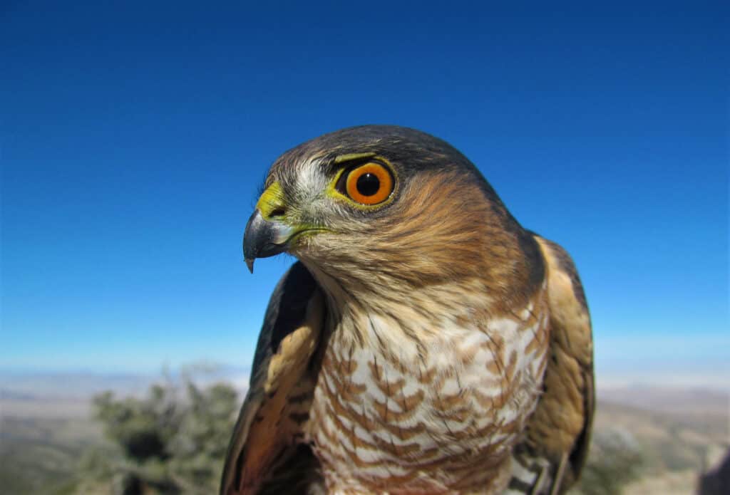 Closeup of sharp-shinned hawk in profile with blue sky backdrop