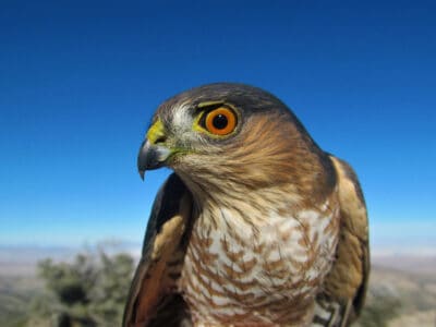 A Hawk Quiz: What Do You Know?