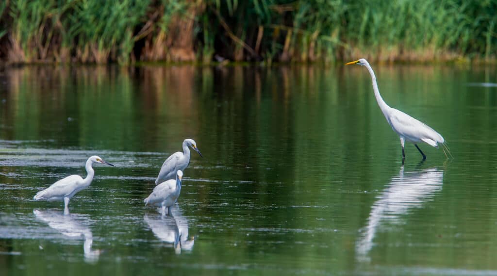 Four white egrets in the water in New York