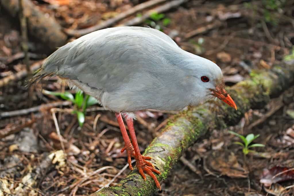 Kagu perching on a root in New Caledonia. Rhynochetos jubatus.