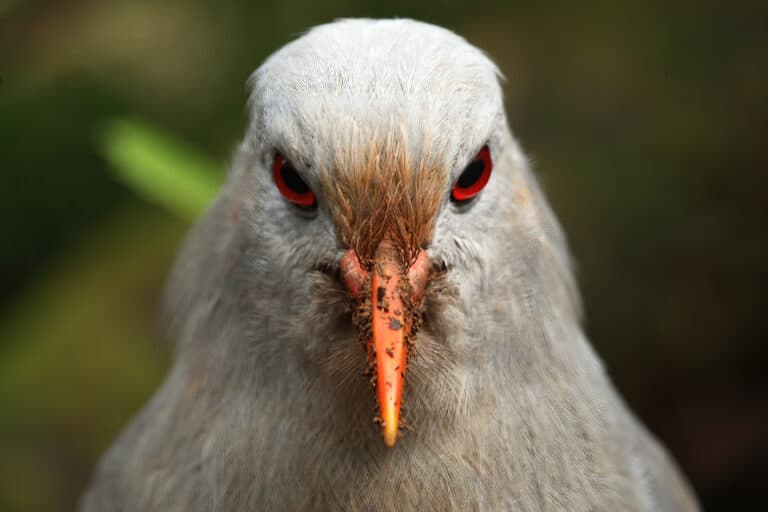 Closeup of a kagu's face, featuring red eyes, red-orange bill and nasal corns.