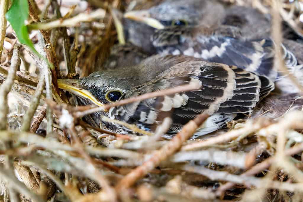 Baby Northern Mockingbirds (Mimus polyglottos) in a nest.