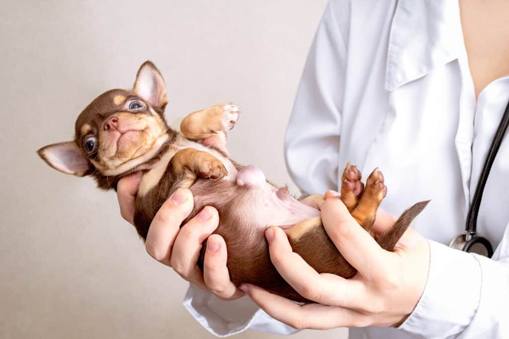 Chihuahua puppy with umbilical hernia being cradled on its back by a vet