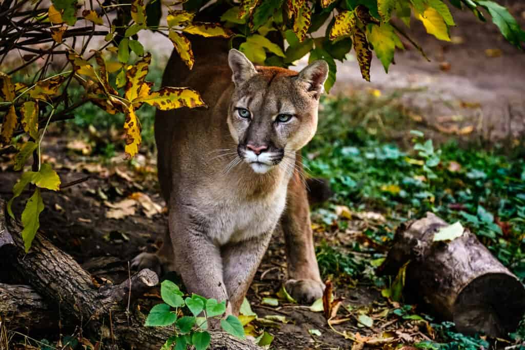 Black puma in clearance kentucky