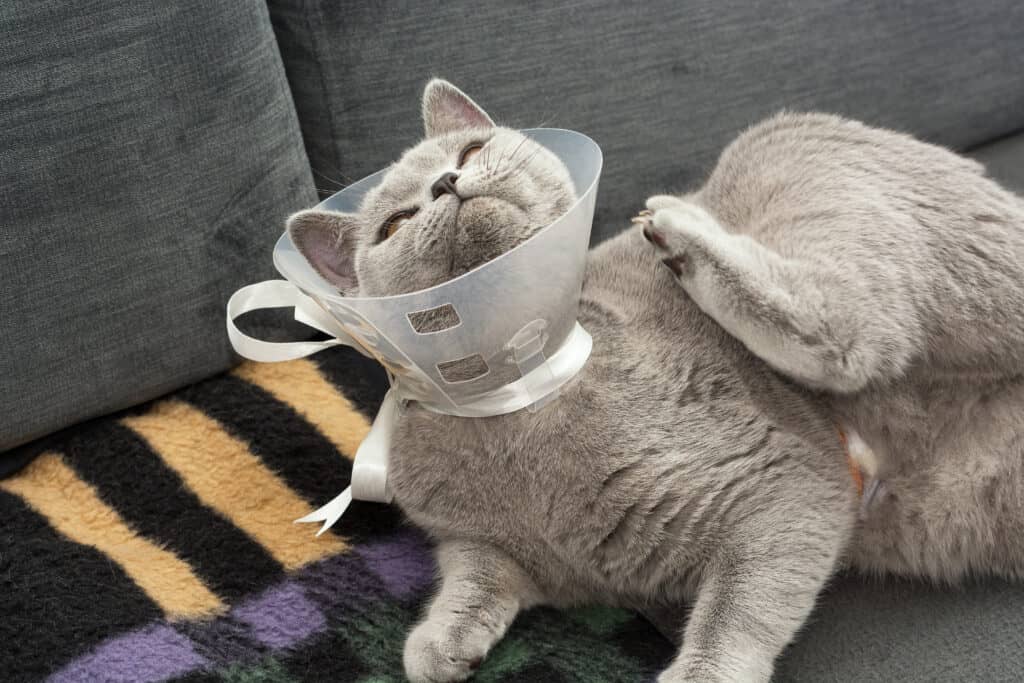 cat trying to scratch itself in a cone