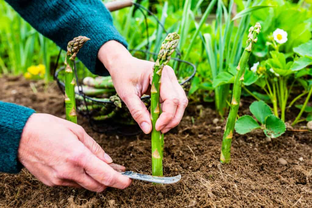 Asparagus