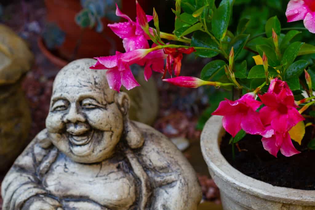 Mandevilla after rain