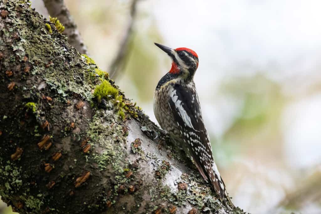 Red-naped Sapsucker 