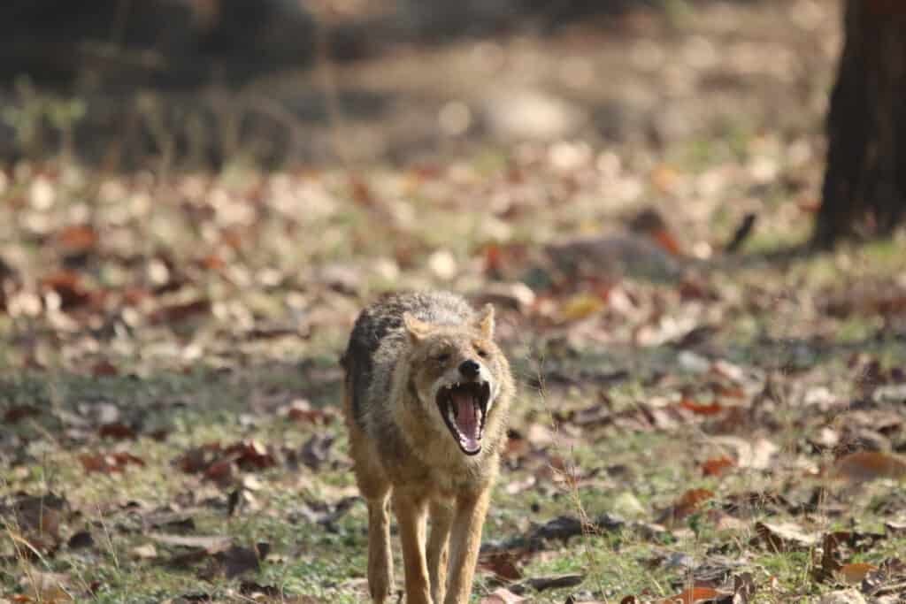 jackal laughing