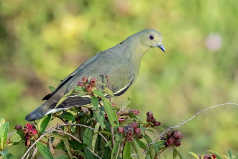 Female pink-necked green pigeon perched on a branch