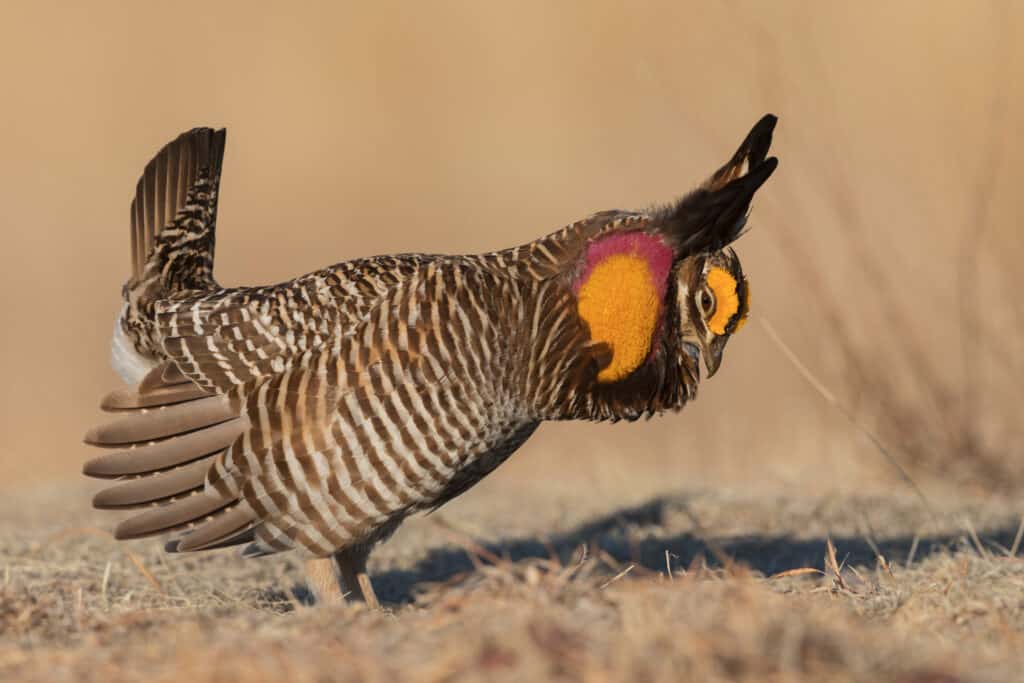 Male greater prairie chicken performing courtship display