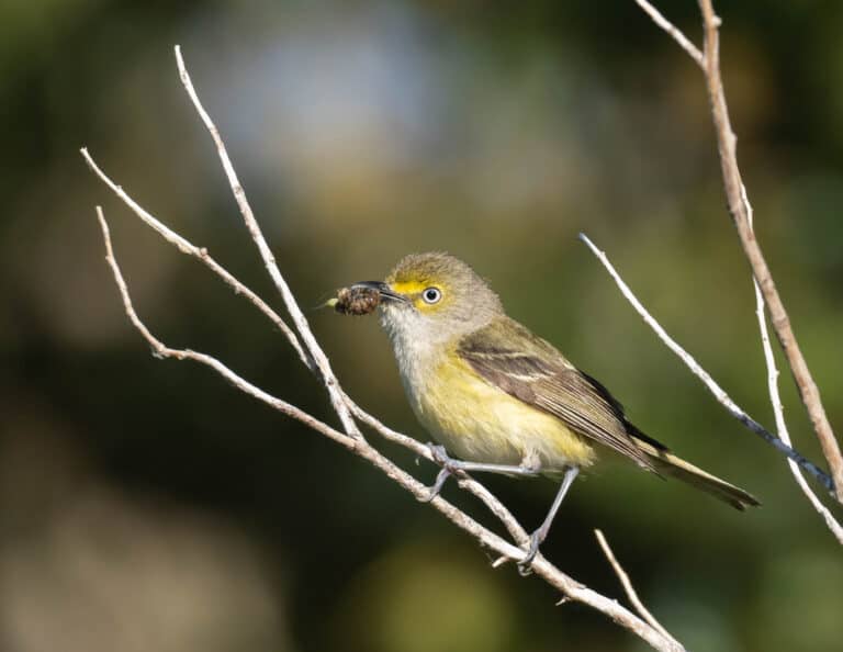 White-eyed vireo on a branch with food in its beak