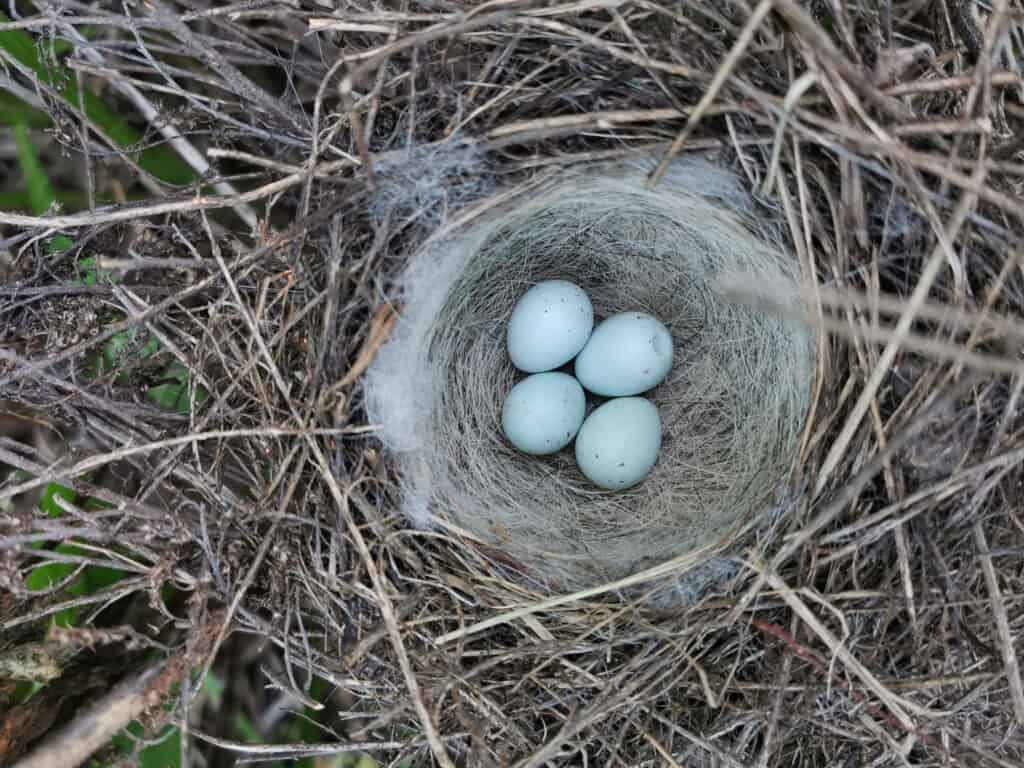 An arial view of a linnet's nest with four light-blue eggs
