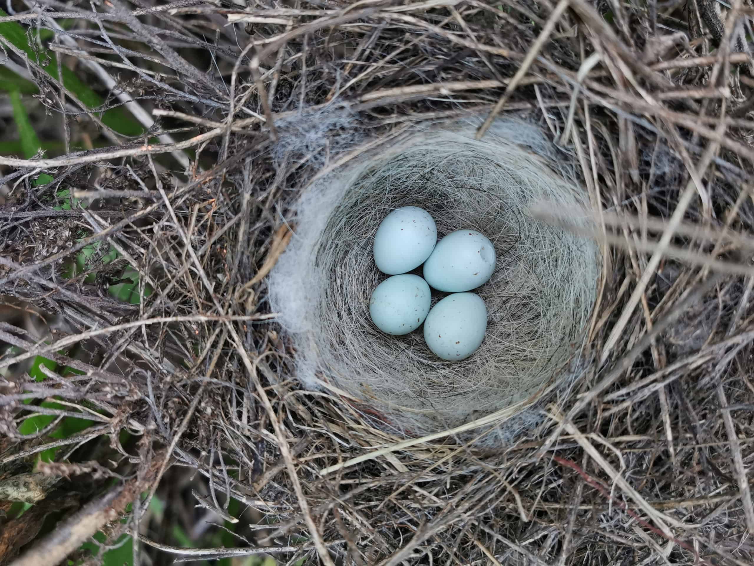 Aerial view of cardinal nest with four light blue eggs