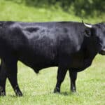 Dester cattle are only small but are a popular breed with smallholders