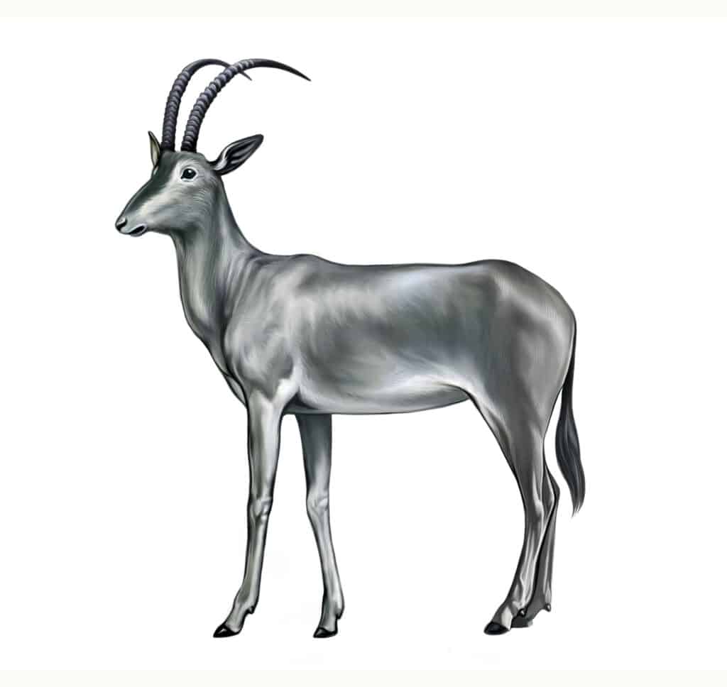 The bluebuck - or blue antelope - is an extinct Africa antelope that was hunted to extinction