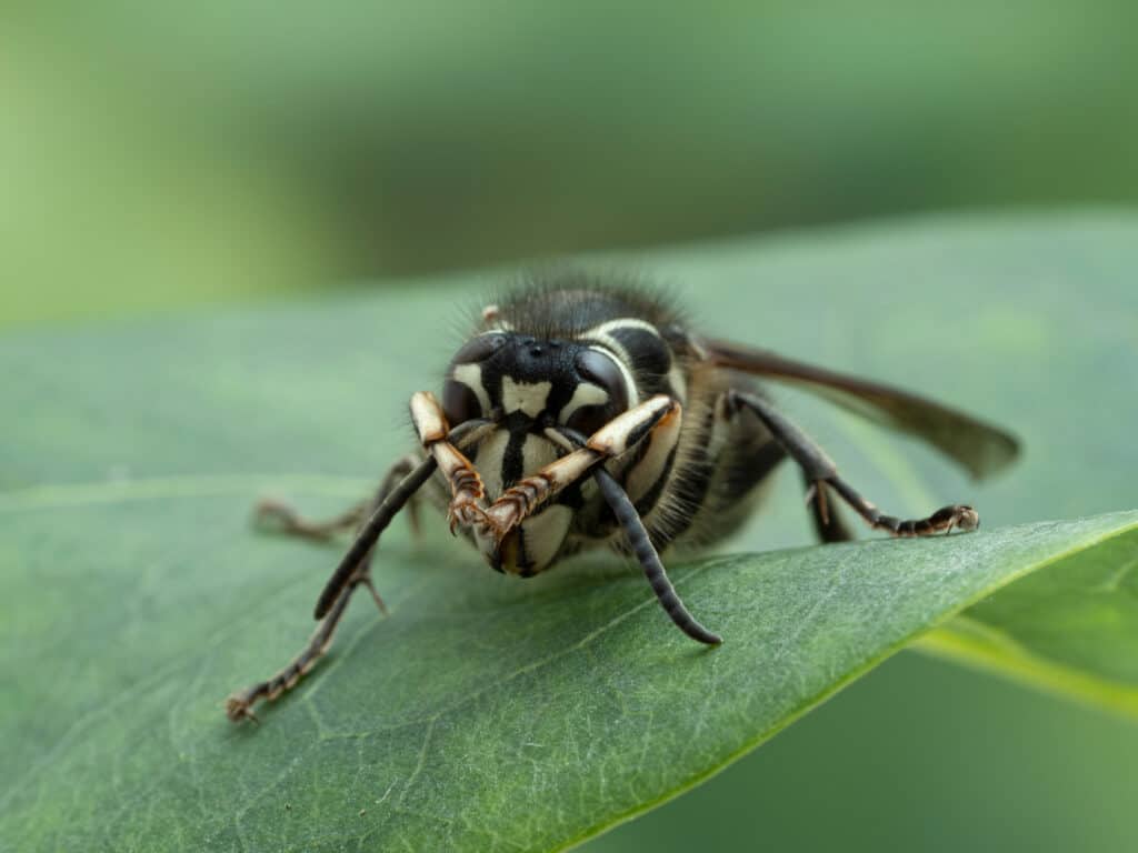 avispón de cabeza calva