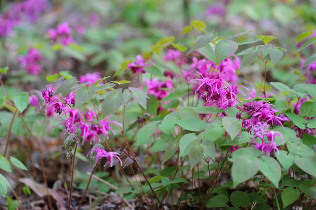 Barrenwort is a genus of small perennial flowers