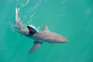 Watch a Great White Shark Stalk a Child on a Boogie Board Picture