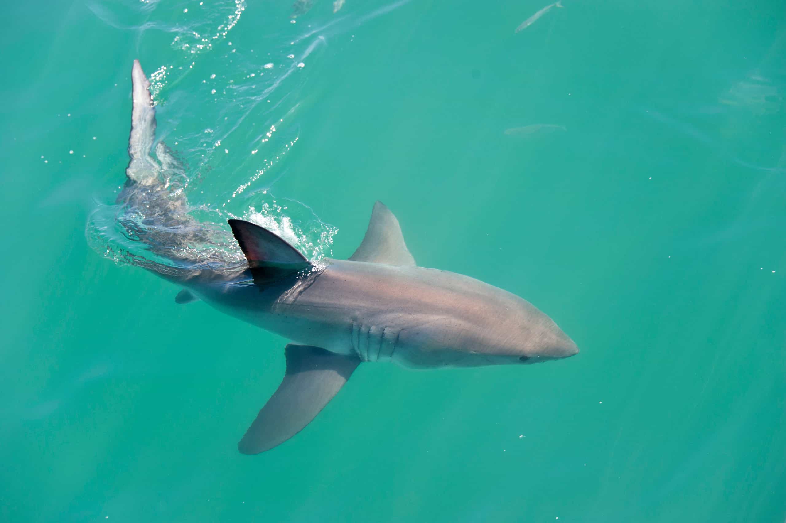 Watch: Girl, 11, frightened from surf by approaching shark