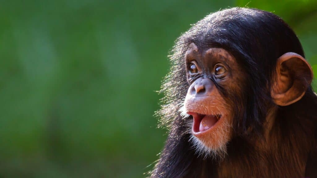 chimpanzee