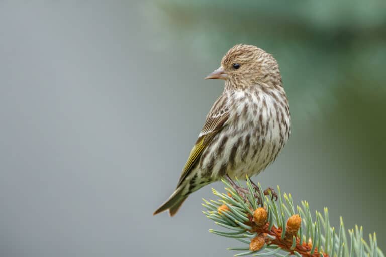 Pine siskin perched at the end of a pine branch against a blurred background