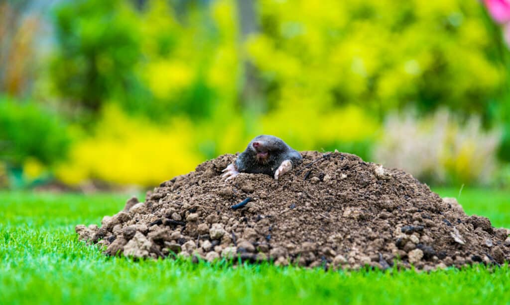 What Does Mole Poop Look Like  