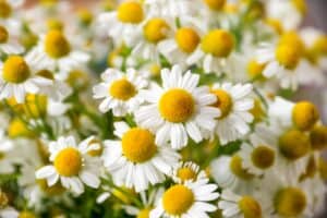 German Chamomile vs. Roman Chamomile: What Are The Differences? Picture