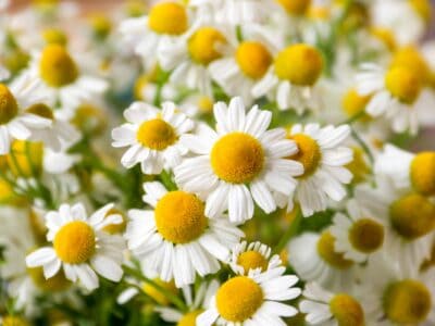 A Discover the National Flower of Russia: Chamomile