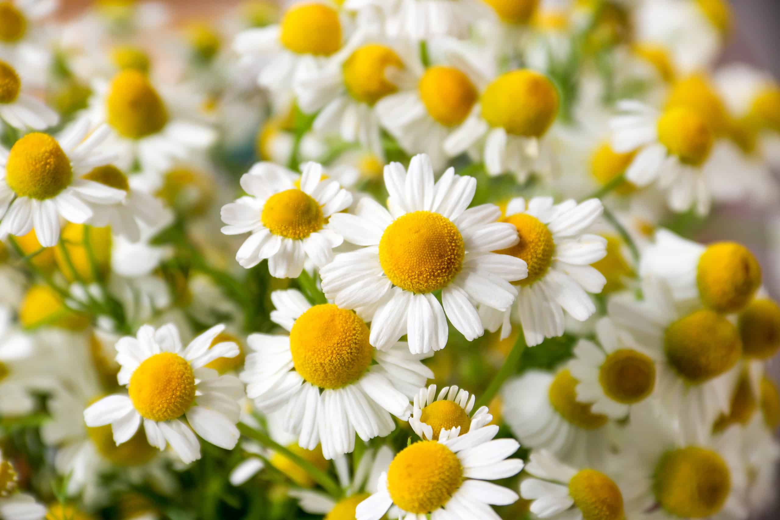 Chamomile plant vs daisy