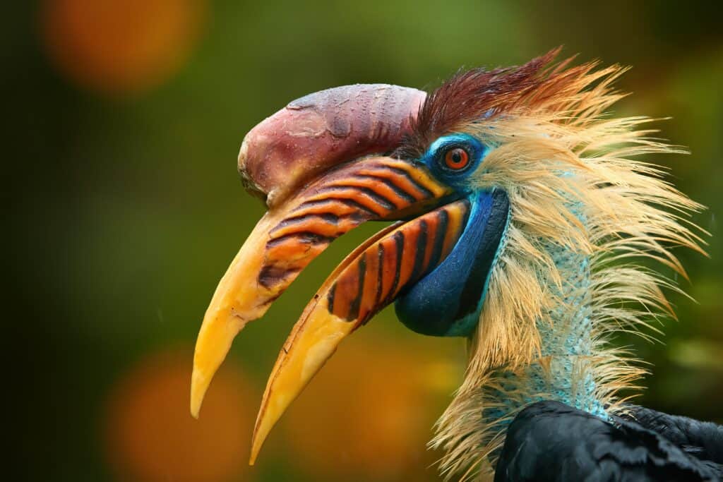 hornbill