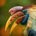 Hornbills