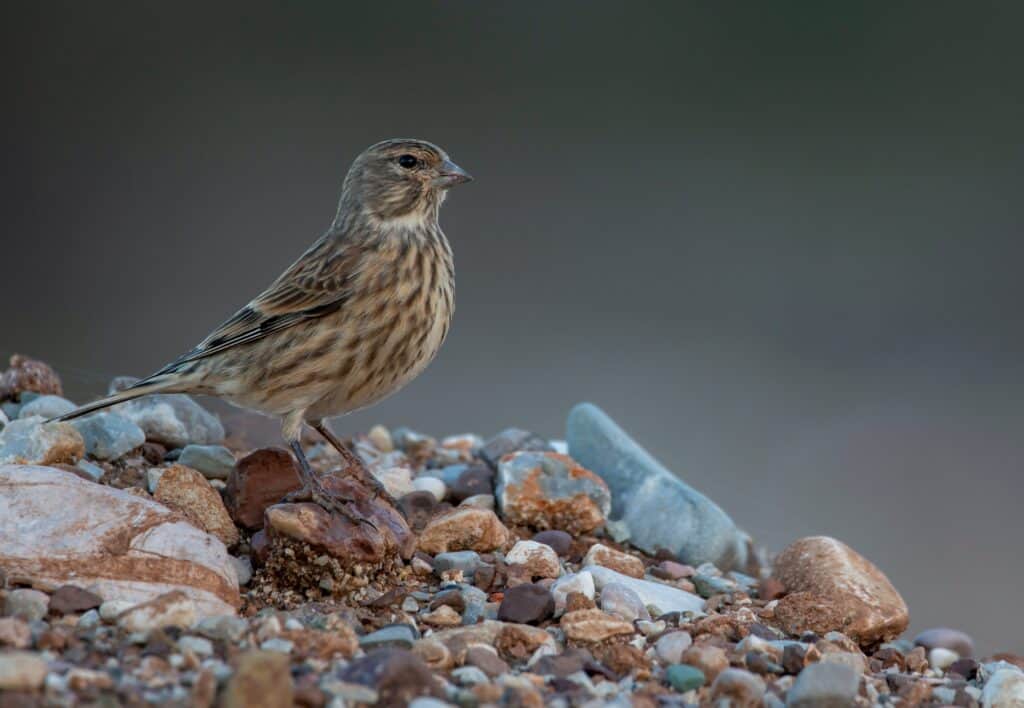Female linnet in profile standing on gravel