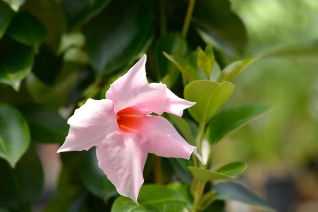 Mandevilla  flower