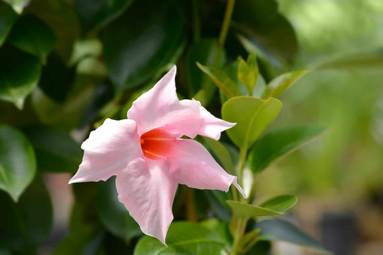 Is Mandevilla A Perennial Or Annual? AZ Animals