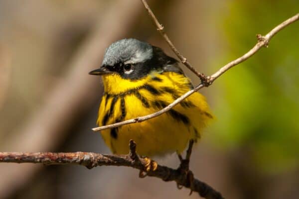 Male magnolia warblers have bright yellow throats and bellies. 