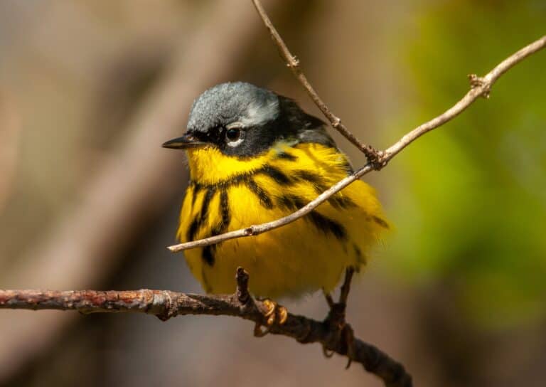 Male magnolia warbler perched on a branch