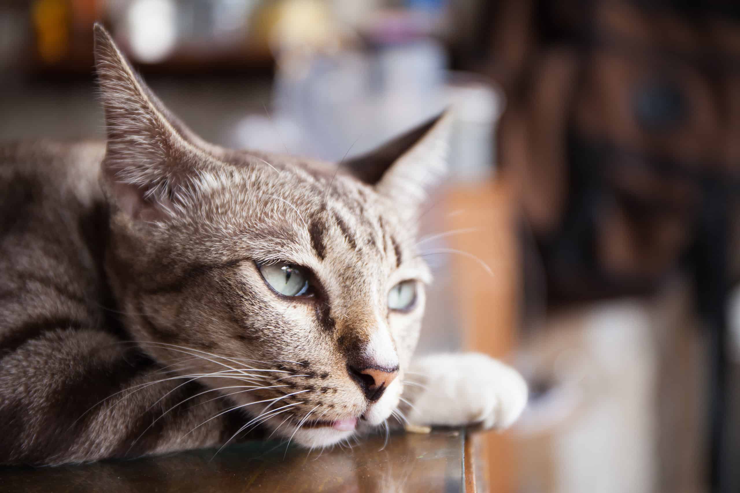 Голос котенка. Котокотики. Bored Cat. Кот лежит в монетках.