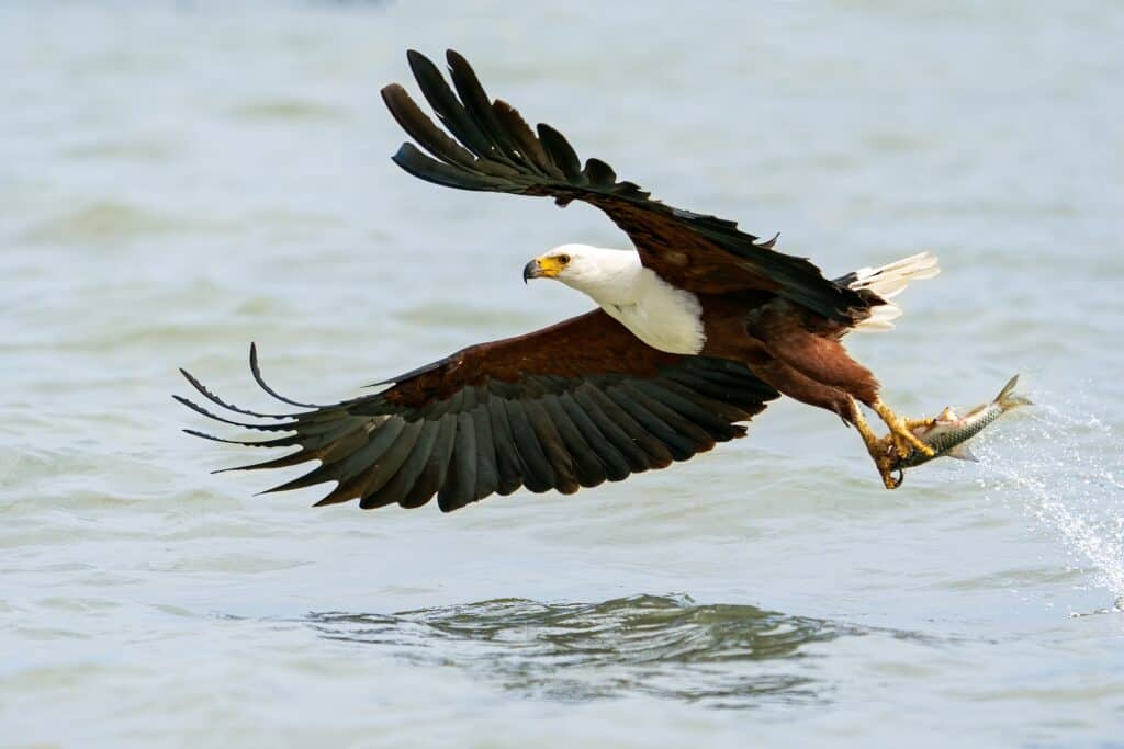 An African fish eagle with a fish in its talons skimming the surface of a lake